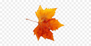 Autumn Png By Vanessarebelangel On Deviantart - Fall Maple Leaf Png Autumn Png By Vanessarebelangel On Deviantart - Fall Maple Leaf Png