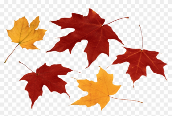 Autumn Png Leaf - Autumn Leaves Png Autumn Png Leaf - Autumn Leaves Png