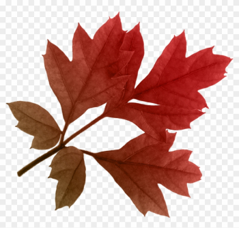 Autumn Png Leaf - Autumn Png Leaf