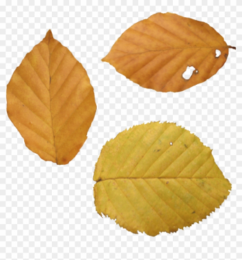 Autumn Png Leaf - Dry Leaf Png