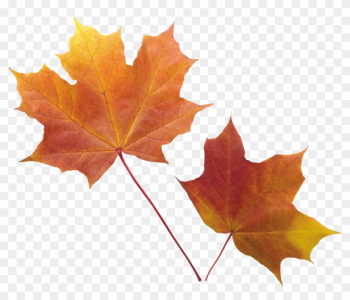 Autumn Png Leaf - Fall Leaves Transparent Background