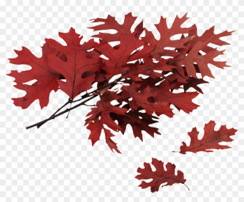 Autumn Png Leaf - Leaf Autumn Png Leaf - Leaf