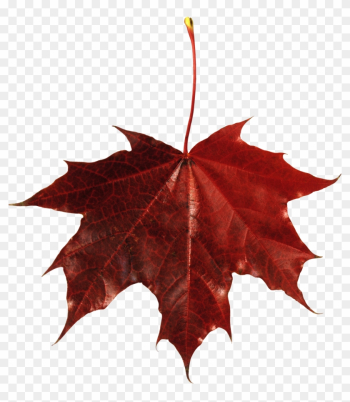 Autumn Png Leaf - Maple Leaf Transparent Background