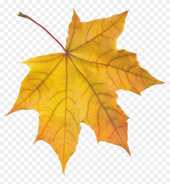 Autumn Png Leaf - Mohabbatein Leaves Png