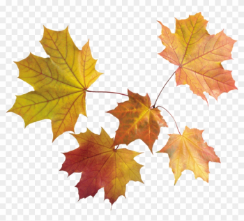Autumn Png Leaves - Autumn Leaves Transparent Background Autumn Png Leaves - Autumn Leaves Transparent Background