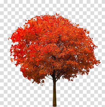 Autumn, red tree transparent background PNG clipart Autumn, red tree transparent background PNG clipart