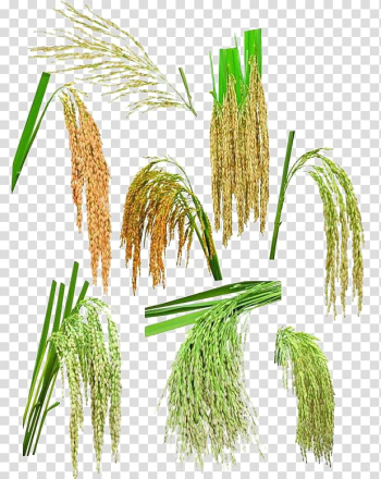 Autumn rice transparent background PNG clipart