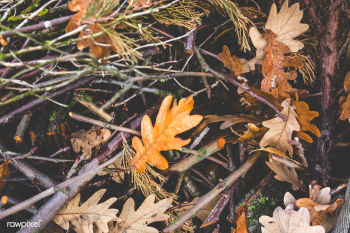 Autumn tree closeup | Free stock photo - 435343 Autumn tree closeup | Free stock photo - 435343