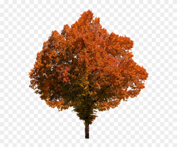 Autumn, Tree, Leaves, Color, Fall Foliage, Png, Oranges - Autumn Trees Png