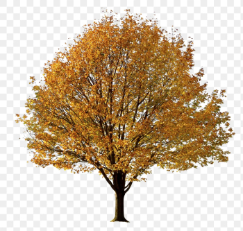 Autumn tree png, nature sticker | Free PNG - rawpixel