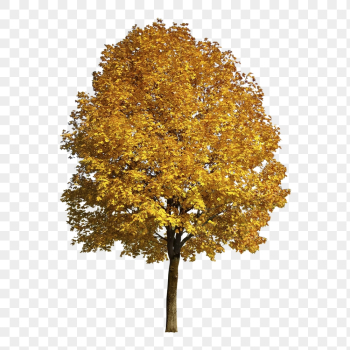 Autumn tree png sticker, nature | Free PNG - rawpixel