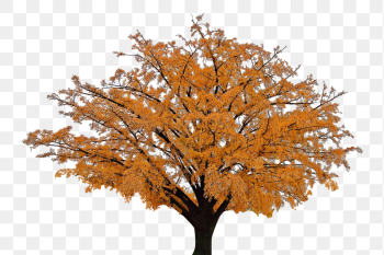 Autumn tree png sticker, transparent | Free PNG - rawpixel