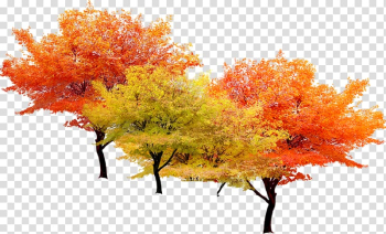 Autumn tree transparent background PNG clipart