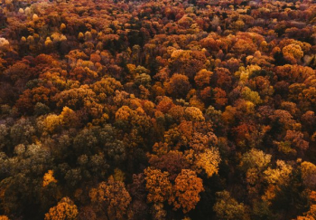 Autumn Trees Covering The Landscape Autumn Trees Covering The Landscape