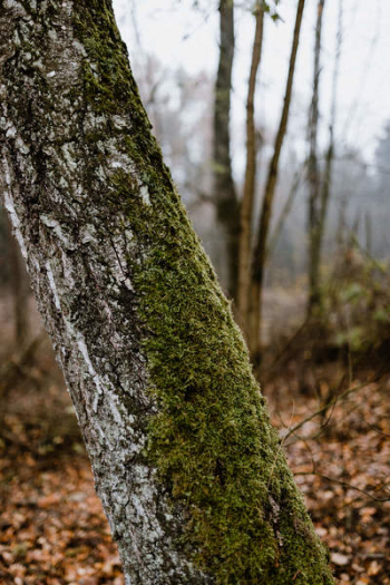 Autumn walk to the forest in foggy weather Autumn walk to the forest in foggy weather