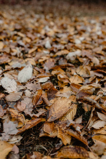 Autumn walk to the forest in foggy weather Autumn walk to the forest in foggy weather