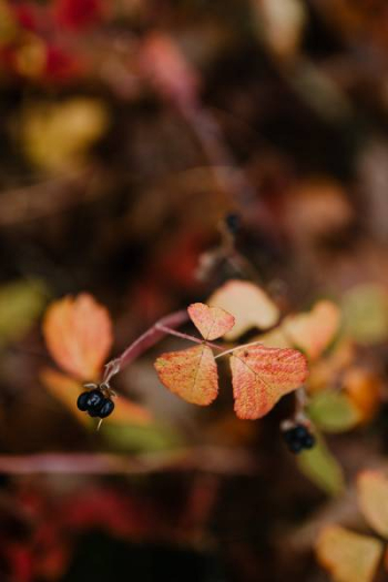 Autumn walk to the forest in foggy weather Autumn walk to the forest in foggy weather