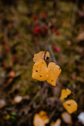 Autumn walk to the forest in foggy weather Autumn walk to the forest in foggy weather
