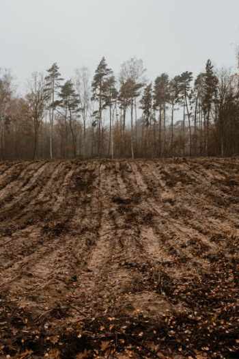 Autumn walk to the forest in foggy weather Autumn walk to the forest in foggy weather