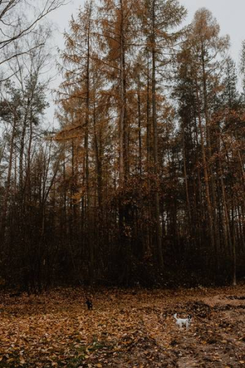 Autumn walk to the forest in foggy weather Autumn walk to the forest in foggy weather