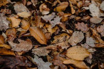 Autumn walk to the forest in foggy weather Autumn walk to the forest in foggy weather