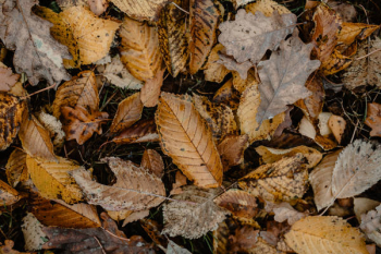 Autumn walk to the forest in foggy weather Autumn walk to the forest in foggy weather