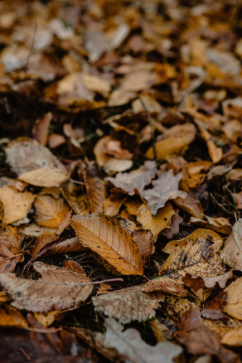 Autumn walk to the forest in foggy weather Autumn walk to the forest in foggy weather