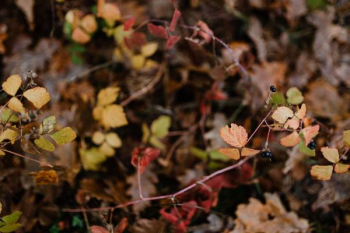 Autumn walk to the forest in foggy weather Autumn walk to the forest in foggy weather