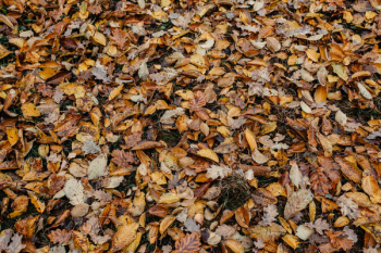 Autumn walk to the forest in foggy weather Autumn walk to the forest in foggy weather