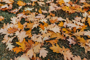 Autumn walk with dogs Autumn walk with dogs