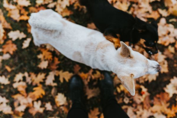 Autumn walk with dogs Autumn walk with dogs
