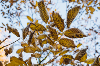 Autumn walnut tree leaves Autumn walnut tree leaves