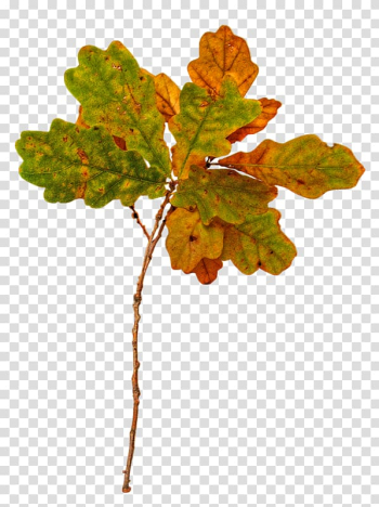 Autumn Winter Scape Season, autumn transparent background PNG clipart Autumn Winter Scape Season, autumn transparent background PNG clipart