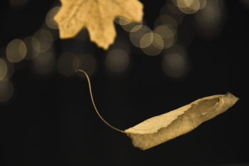 Autumnal falling leaf Autumnal falling leaf