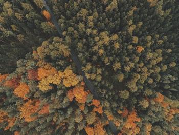 Autumnal woods drone view. Original | Free Photo - rawpixel