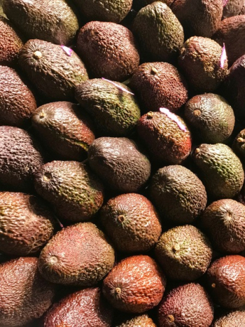 Avocado Lot Avocado Lot