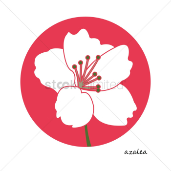 Azalea flower Azalea flower