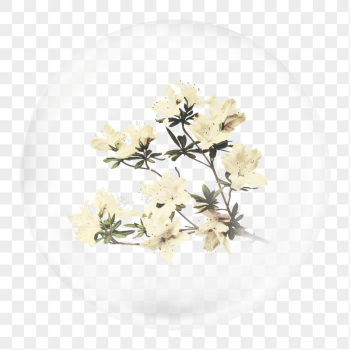 Azalea png sticker, flowers in bubble, | Free PNG - rawpixel