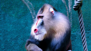 Baboon sitting beside green wall Baboon sitting beside green wall