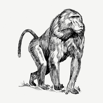 Baboon, wild animal collage element, | Free PSD - rawpixel Baboon, wild animal collage element, | Free PSD - rawpixel