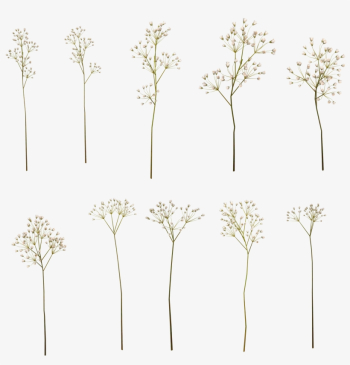 Baby Breath Flower Png PNG Image | Transparent PNG Free Download ...