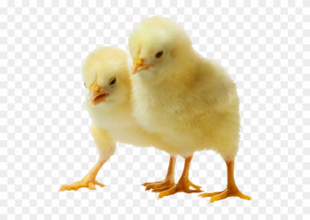 Baby Chicken Png Clipart With Chicken Clipart - Baby Chicken Transparent Baby Chicken Png Clipart With Chicken Clipart - Baby Chicken Transparent