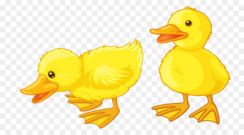 Baby Ducks American Pekin Clip art - duck Baby Ducks American Pekin Clip art - duck