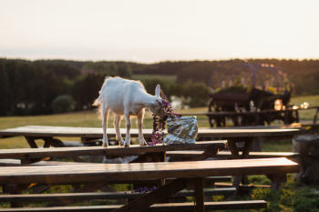 Baby goat eating lubine Baby goat eating lubine