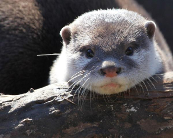 baby_otter.jpg baby_otter.jpg