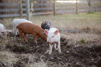 Baby Pig Wanders From The Group Baby Pig Wanders From The Group