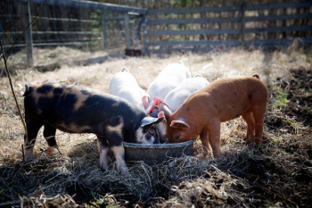 Baby Pigs Eating On The Farm Baby Pigs Eating On The Farm
