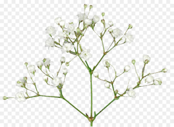 Baby's-breath Portable Network Graphics Cut flowers Image - flower 