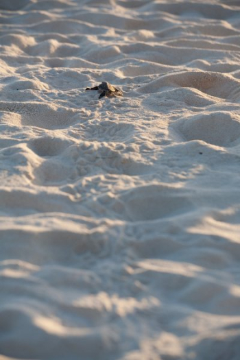 Baby Sea Turtle Escapes Baby Sea Turtle Escapes