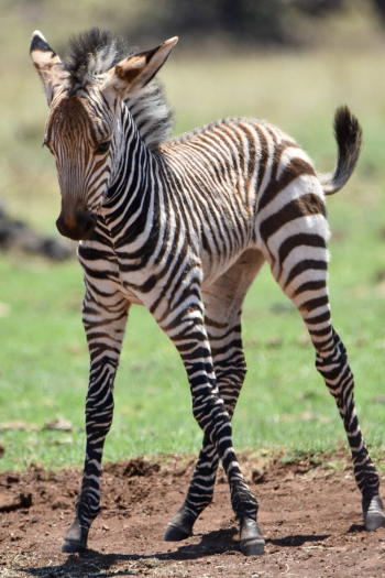Baby Zebra Animal Baby Zebra Animal